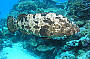 7 Day Cod Hole, Ribbon Reefs & Coral Sea Double/Twin ( Monday Departure )